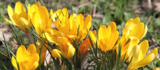 Få billige blomster